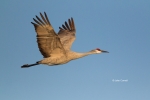Crane;Grus-canadensis;One;Sandhill-Crane;avifauna;bird;birds;color-image;color-p